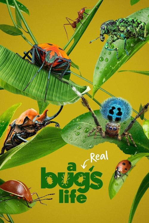 A Real Bug’s Life : 1.Sezon 4.Bölüm
